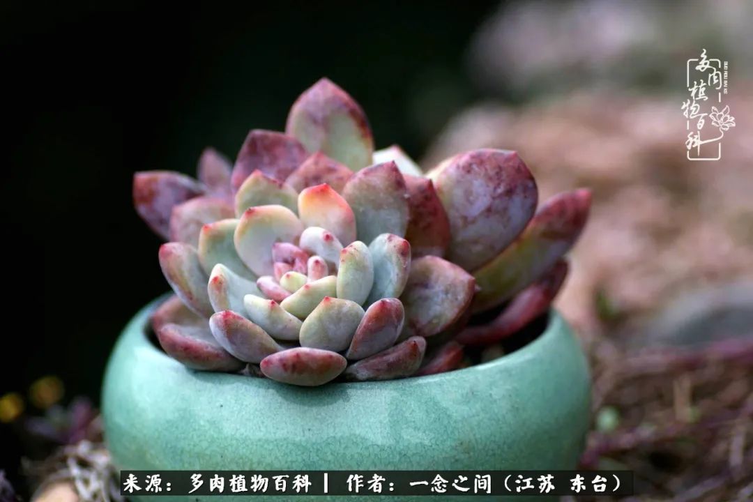 一见多肉误终生,一见多肉误终生从此入了养花坑