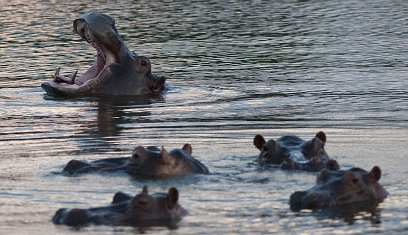 河马泛滥成灾？犯罪大佬遗留4只河马，现至少50只，十年内破百只