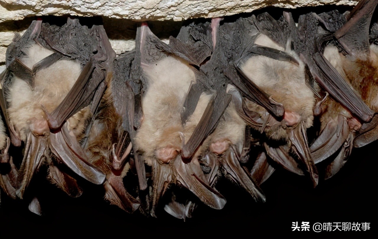 非洲5种常见的“美食”，烤蝙蝠加泥土饼，网友：好吃真香