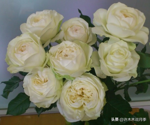 四季开花勤花月季,最好养最勤花的月季