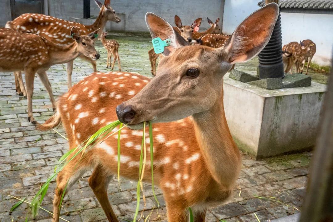 歙县寻古三日游最佳路线,念念不忘自驾游