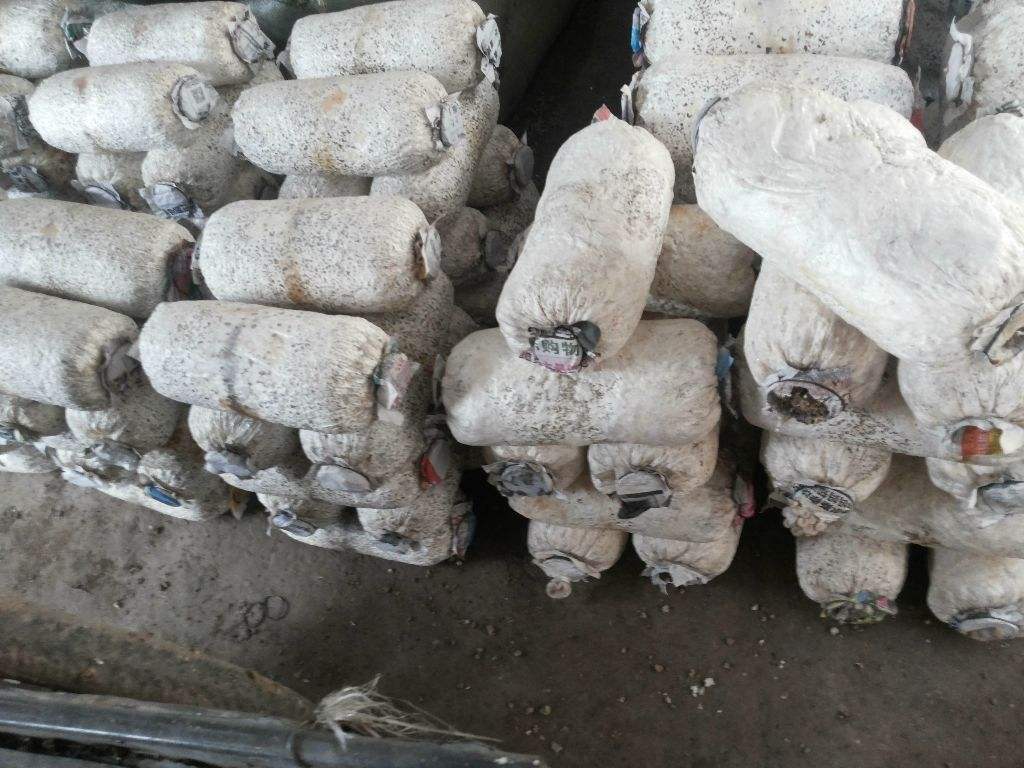 在家养可以吃的蘑菇,喜欢吃蘑菇和西兰花