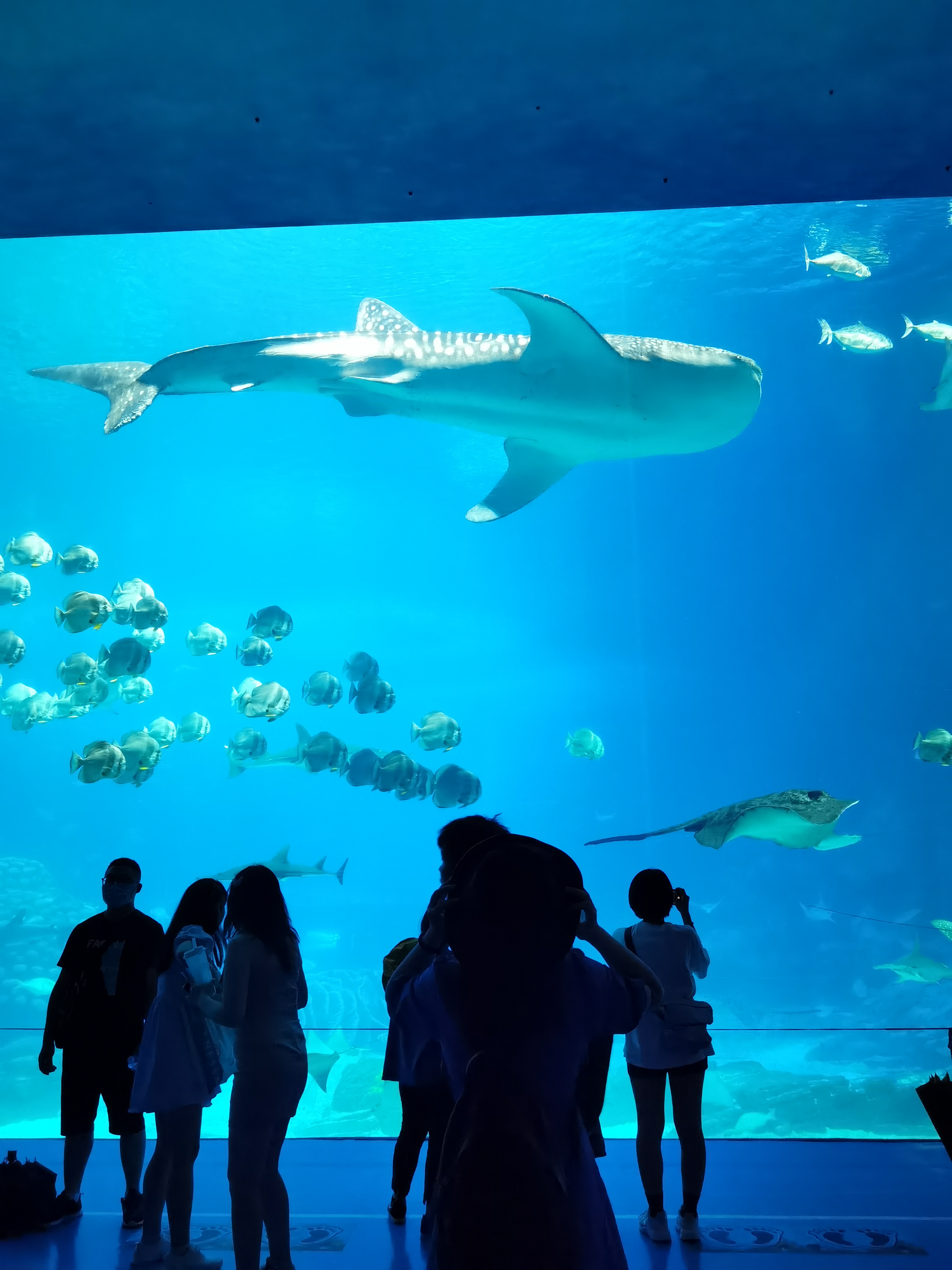 珠海长隆海洋王国回本攻略,珠海长隆海洋王国一天能玩转吗