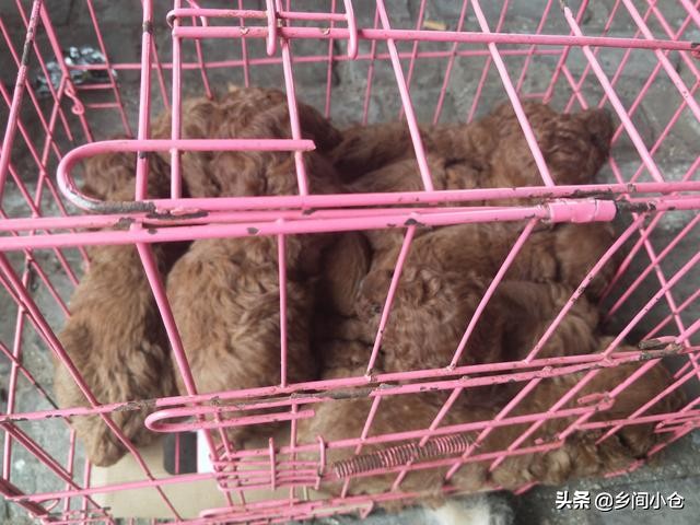 开封狗品种大全,开封狗市是中国最大的吗