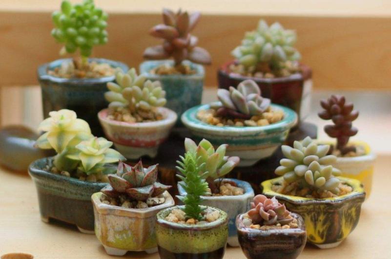 多肉长根不长芽怎么办,多肉杆上长胡须是怎么回事