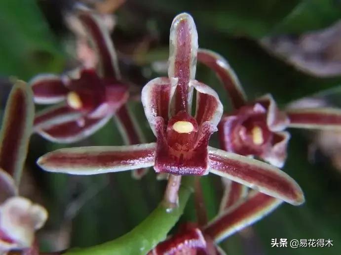 硬叶兰与纹瓣兰哪个贵,兰花老品种出艺莲瓣兰