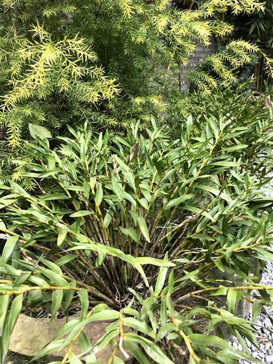 石斛生态园图片大全,重庆大足石斛基地