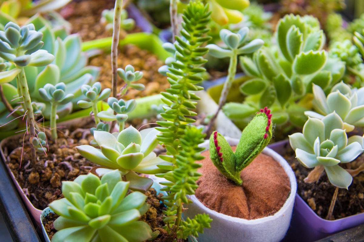 养多肉小苗该怎么处理,多肉怎么养才不会徒长