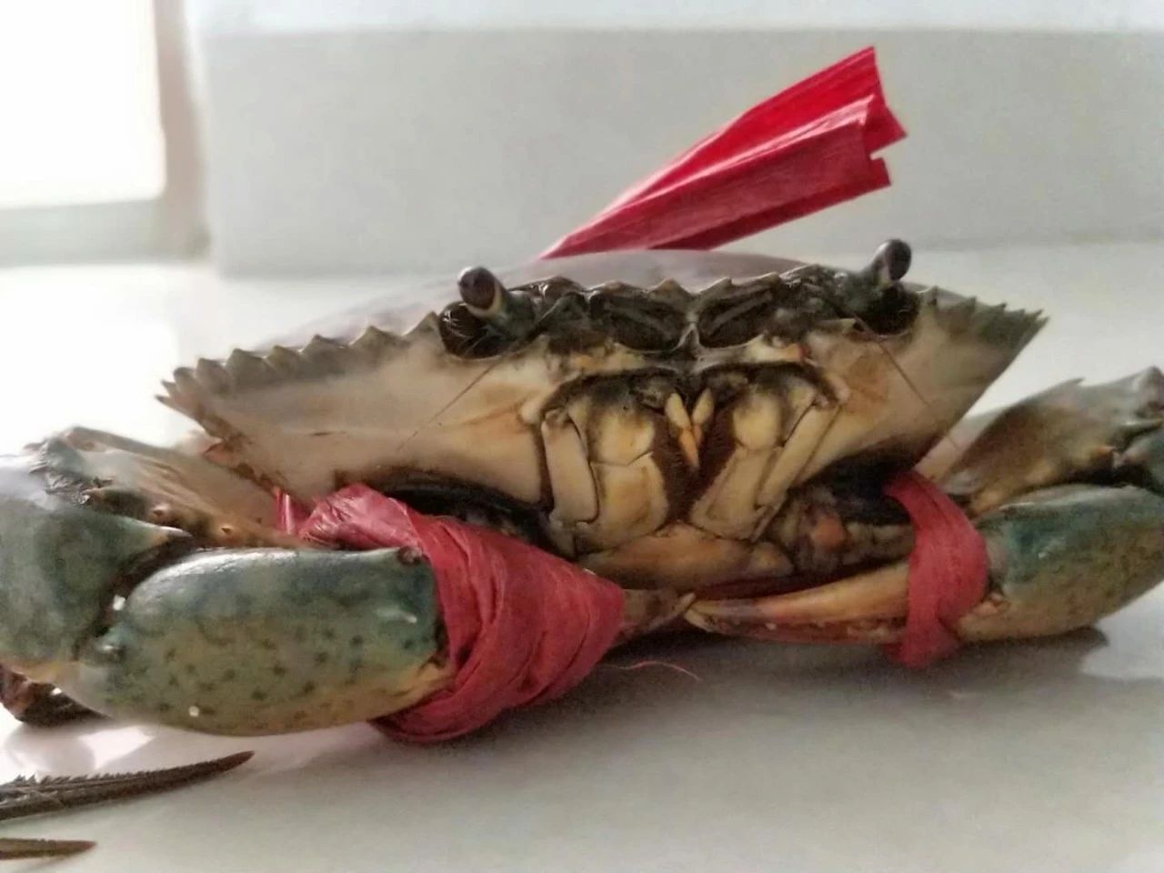 《新农》59期｜养青蟹大学生变村小二，临高95后别样“返乡路”