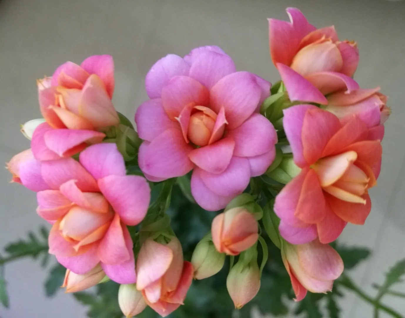 长寿花单瓣品种大全,长寿花100种颜色图片