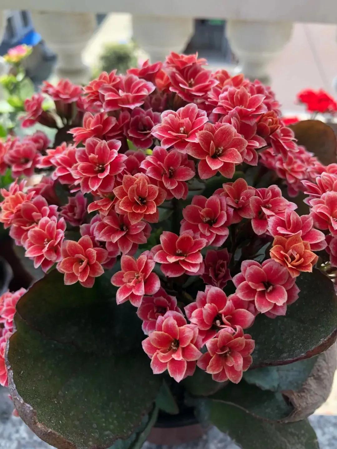 长寿花单瓣品种大全,长寿花100种颜色图片