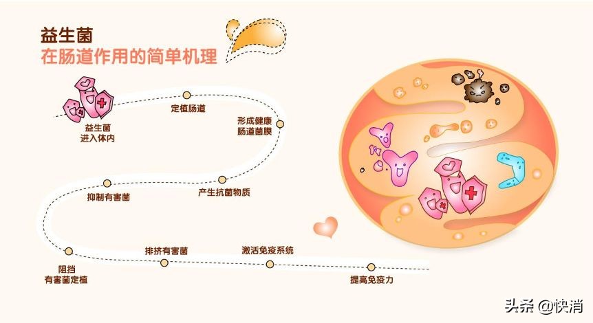 酸奶为什么会增加免疫力,喝酸奶提高免疫力有多快