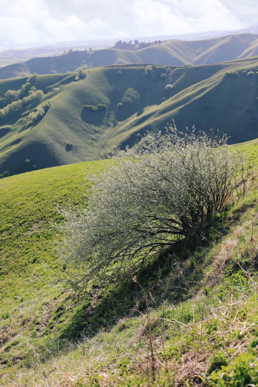 那拉提草原旅游徒步攻略,如何游玩那拉提
