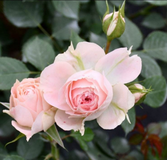 花中皇后月季花视频,小玫瑰月季怎么养护和管理