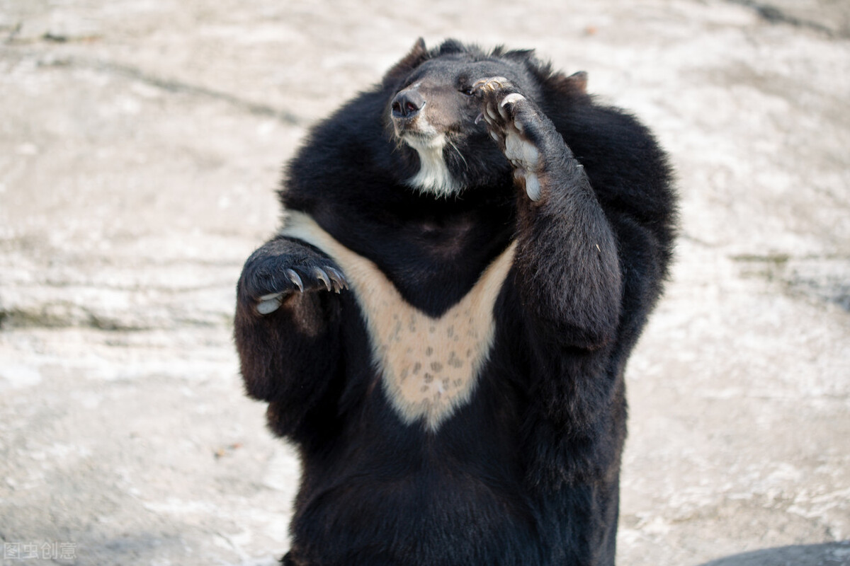 粗心的猎人,猎人打狐狸自己受伤脑筋急转弯