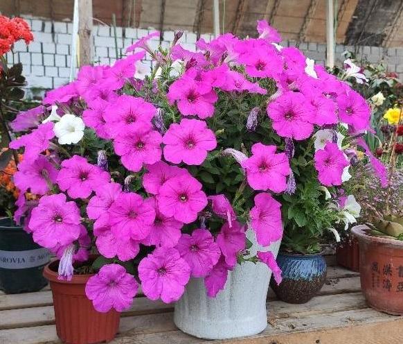 十大耐旱又好养的盆栽大植物,什么植物长得慢好养又好看