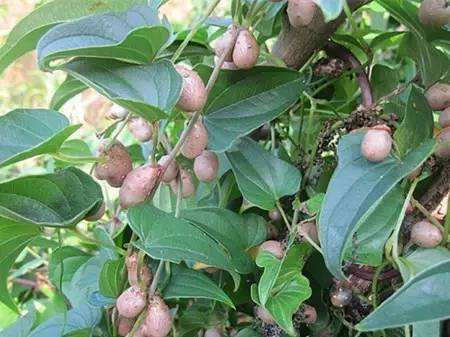 山药发芽出山药豆,山药豆出芽的条件