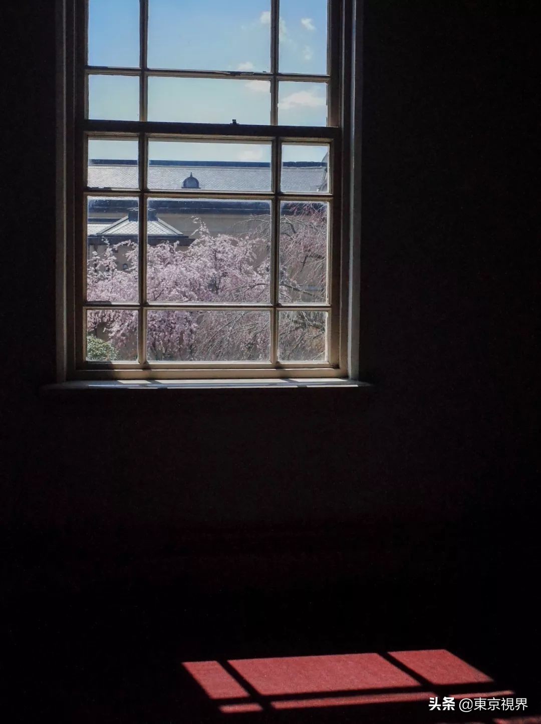 我在京都，攒下一整个春日的绝美樱色送给你。