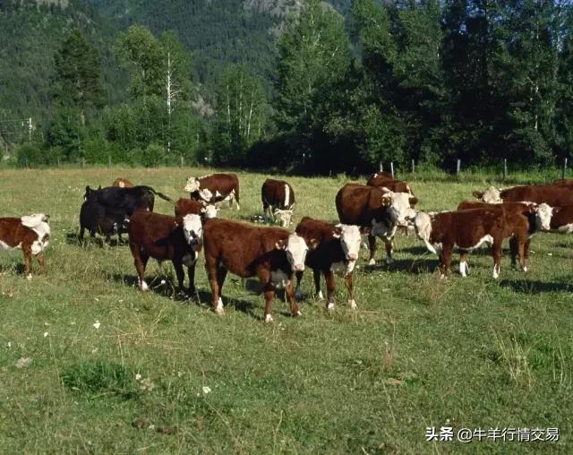 牛常见品种有哪些,牛的品种介绍及图片