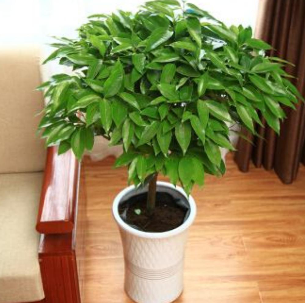 平安树干叶黄叶,平安树干叶子怎么回事