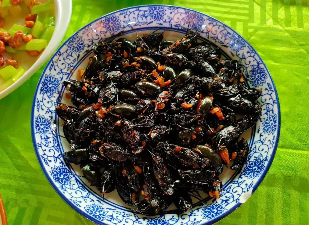 广东人真的吃蟑螂吗,广东人为什么喜欢吃水蟑螂
