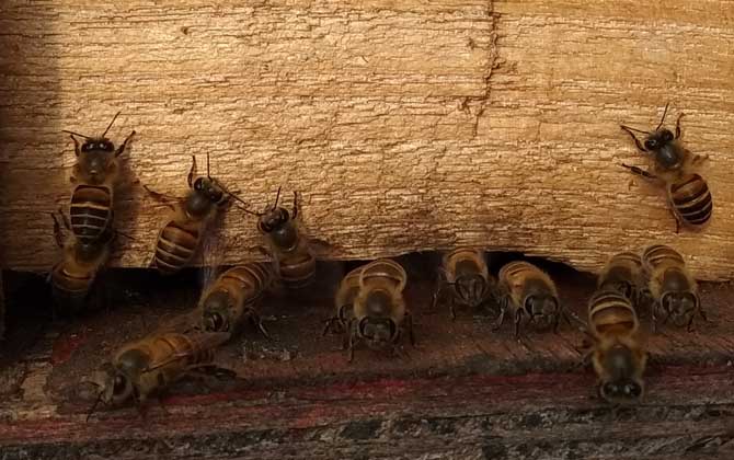 中华蜜蜂圆桶养殖视频,中华蜜蜂养殖工具蜂箱