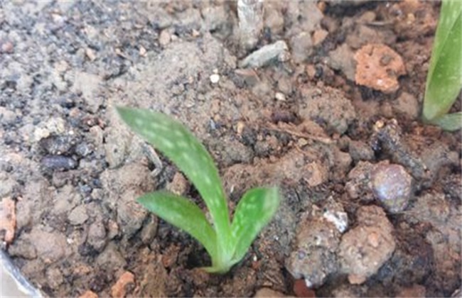 芦荟长不大是什么原因,为什么我种的芦荟长不大