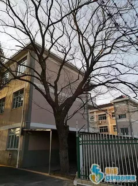 黄汉亮｜抚摸大同中学旧时光