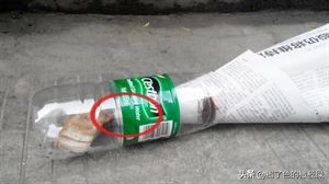 蟑螂成灾教你有效的灭蟑螂,用洋葱灭蟑螂最有效的方法