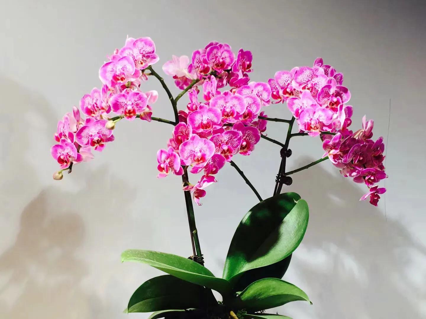 兰花最美的季节是冬季,北方冬季赏兰花