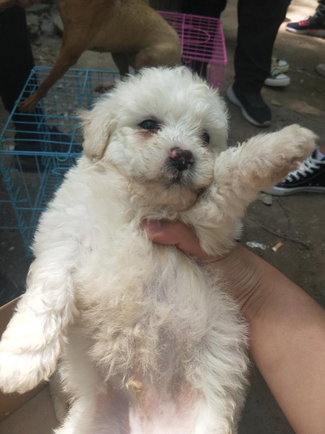 开封杨丰宠物市场最新价格信息,开封杨丰宠物市场现在开着吗