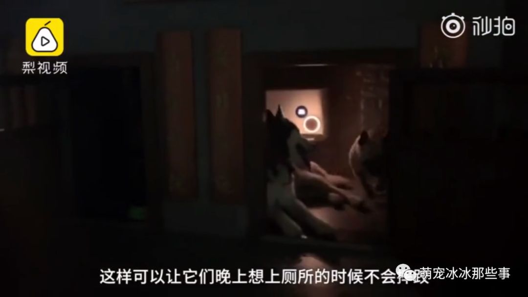 最壕狗窝!主人花3万5为爱宠造了个别墅,泳池和阳光房全都有