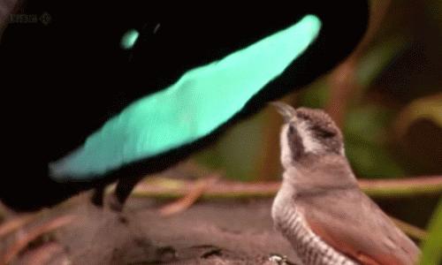 袭胸,下跪,尿裤子,新版《天龙八部》还能再恶心点吗?