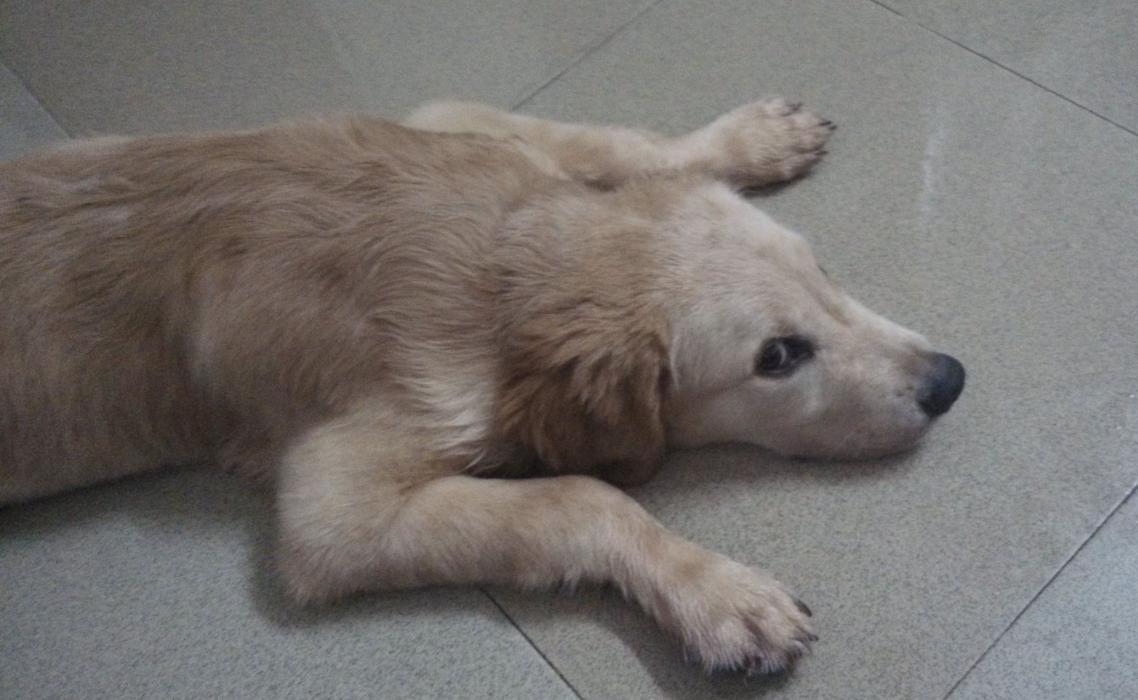 狗狗怎么增肥金毛,金毛偏瘦如何养胖吃得也多