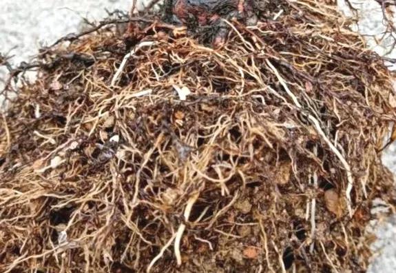 月季危害症状,月季受茎蜂侵害怎么处理