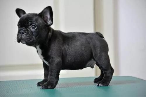 哪些狗狗适合新手养小型犬,最适合新手养的狗狗