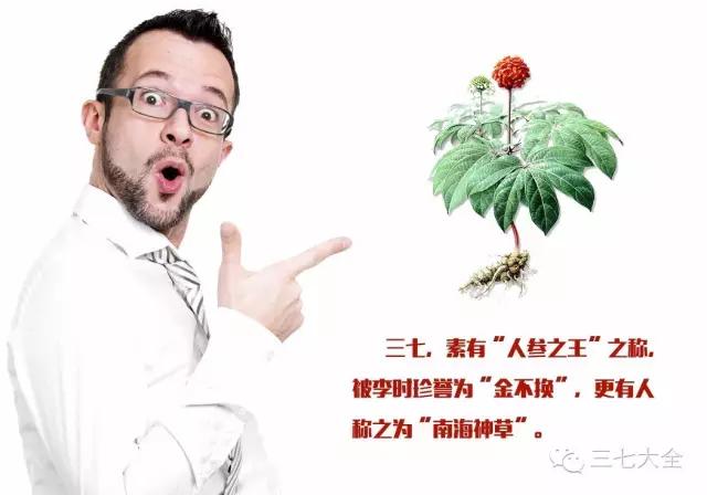 三七选哪种头数好,三七头数是什么意思