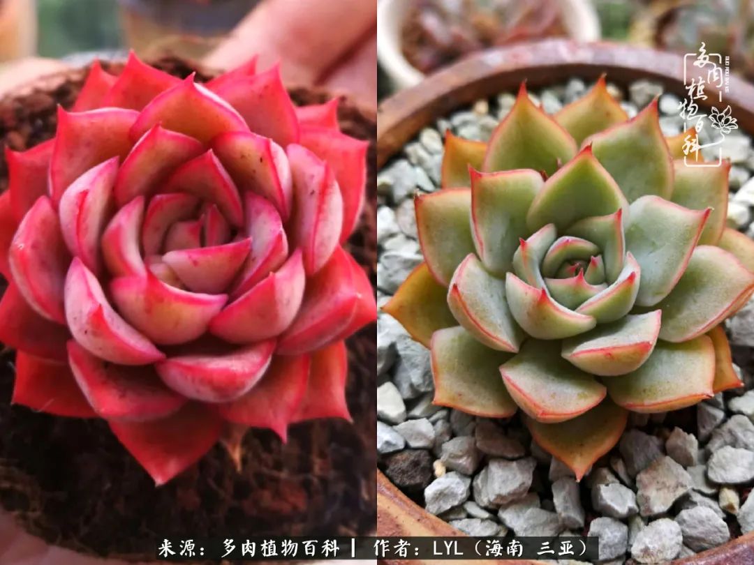 养多肉一年花了3万,养多肉一千多盆