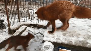 俄罗斯小哥救了兔狲,俄罗斯小哥救了只兔狲