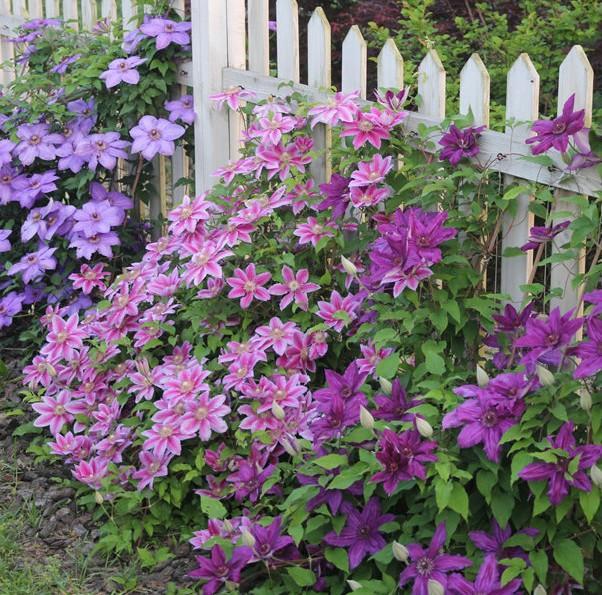 全封闭的院落适合养花吗,家庭小院养花技巧