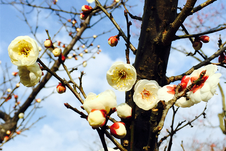 月下说金陵，晨起游南京