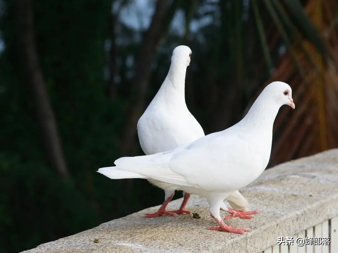 生猪养殖前景和利润,生猪养殖盈利模式