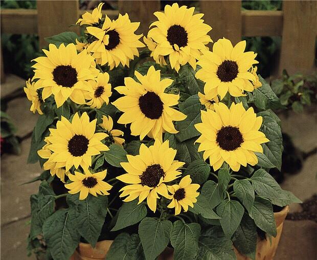 花店买花怎么选划算,花店买花一般怎么买