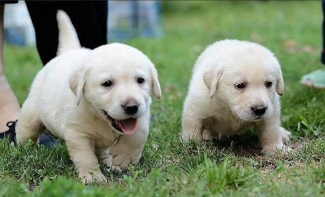 拉布拉多犬的训练方法和注意事项,拉布拉多幼犬怎么笼养