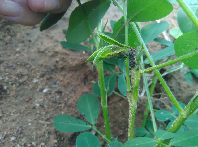 种花生会长什么虫,花生地里长的大白虫子怎么办