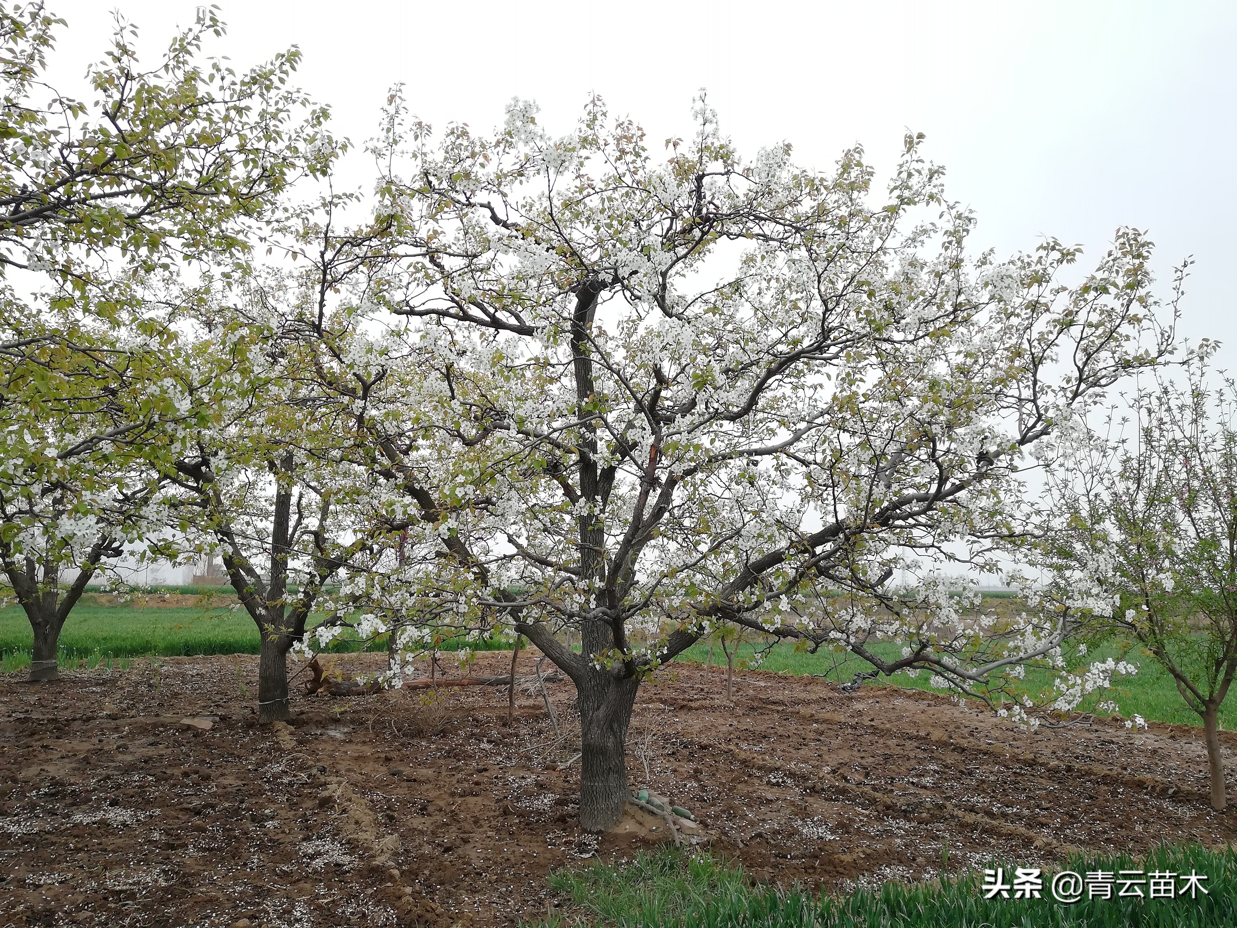 四十不惑后面是什么,四十不惑的不惑