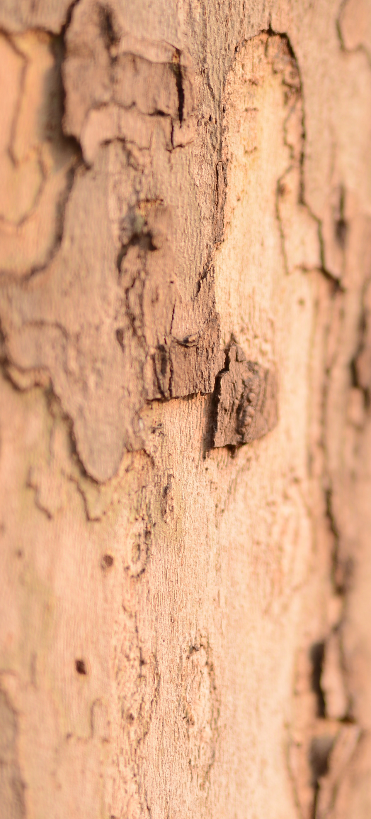 尼康2021年新相机,尼康2021年新相机及镜头展望