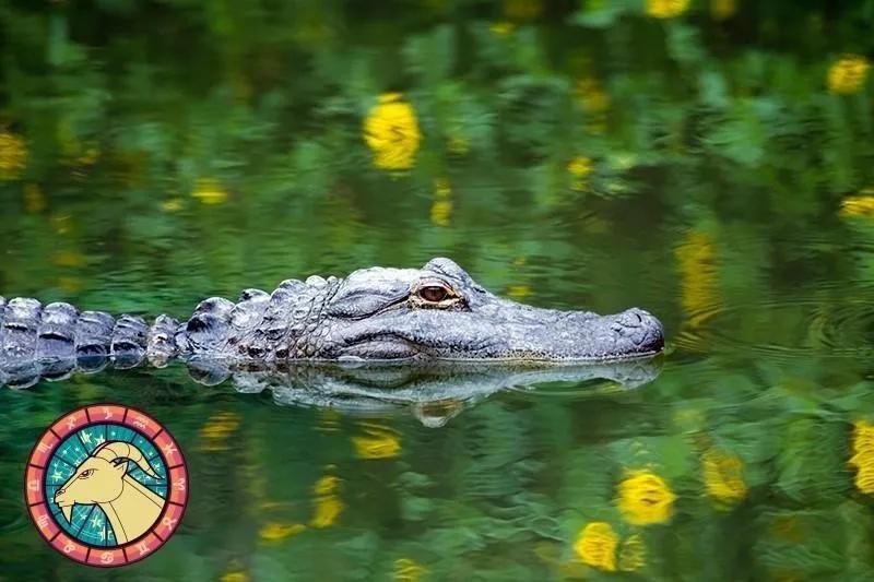 十二星座运势野兽,如何知道自己星座最适合的动物