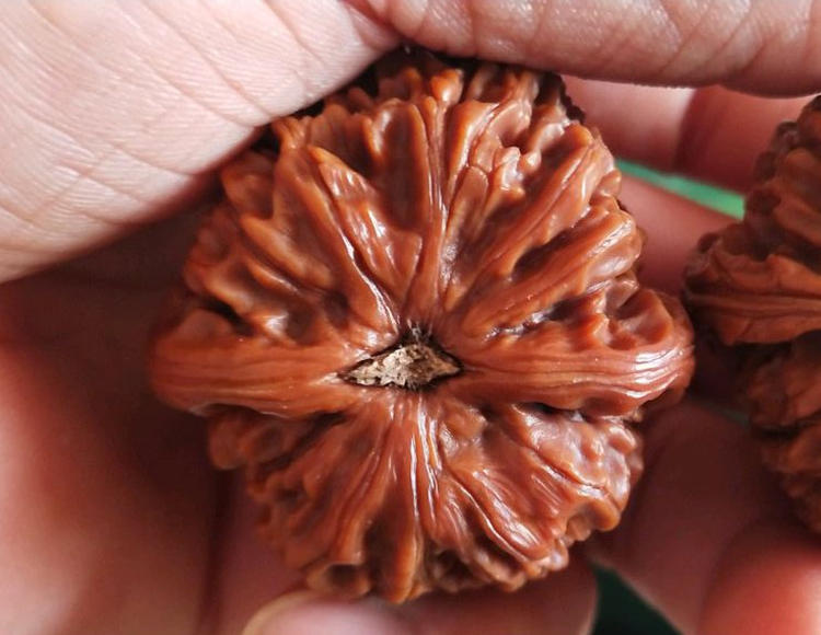 特别尖的核桃是什么品种,修尖又修底的核桃