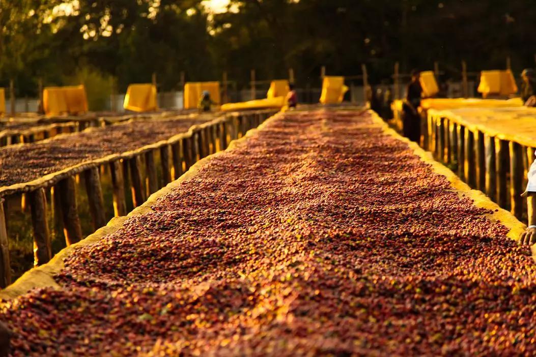 为什么大家害怕聊非洲？而聊到咖啡，为什么都会想到埃塞俄比亚？